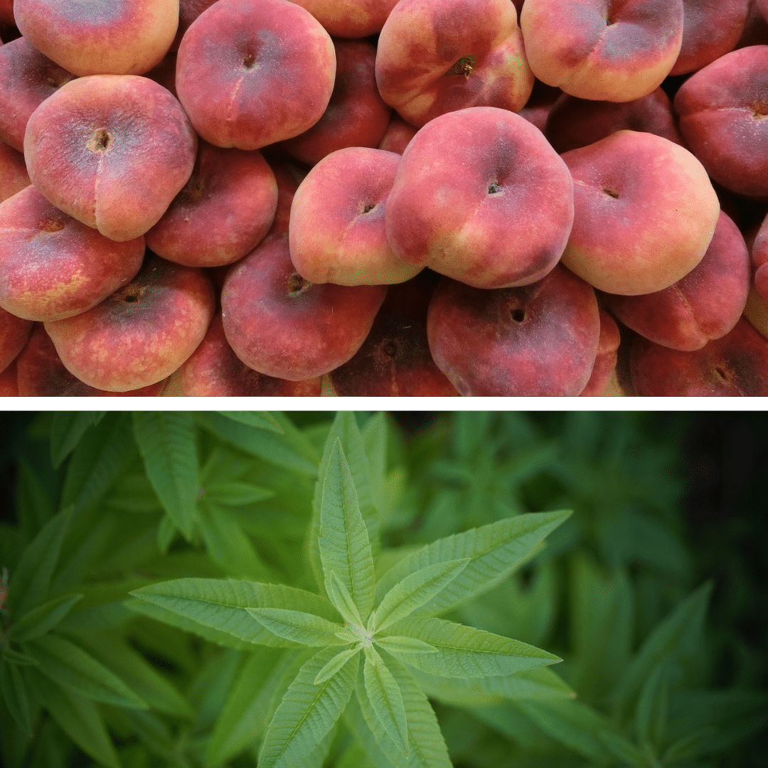 Sorbet plein fruit pêche blanche et verveine Sorbet plein fruit pêche blanche et verveine