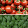 Sorbet plein fruit tomate et basilic